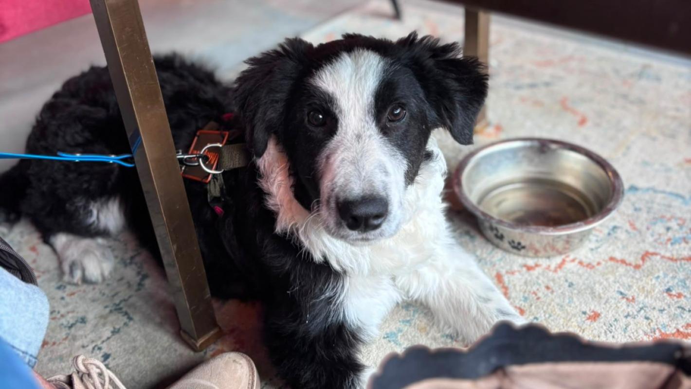 Pongo