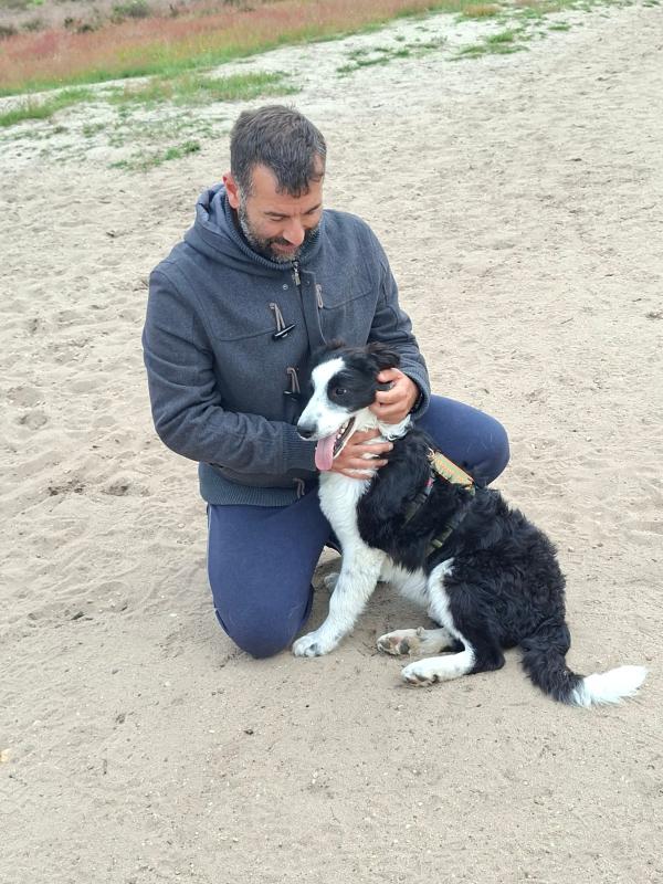 Pongo