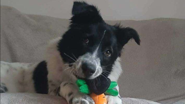 Dotty