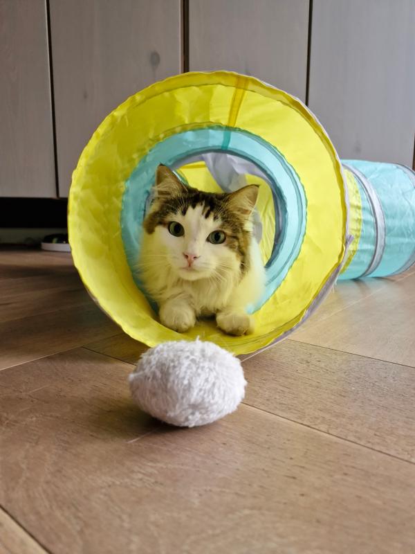 Cato