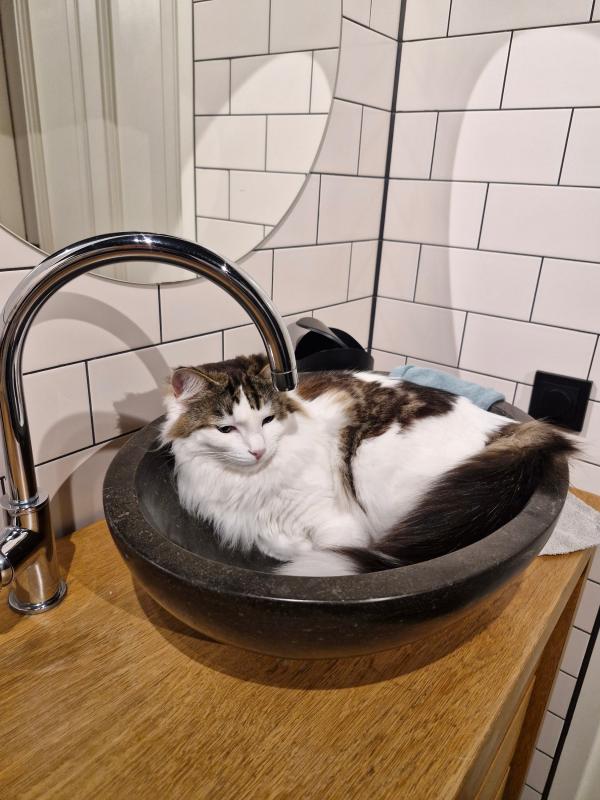 Cato