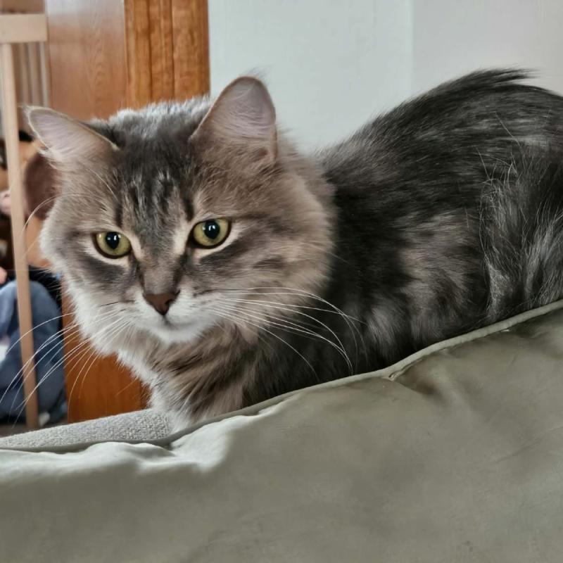 Odette