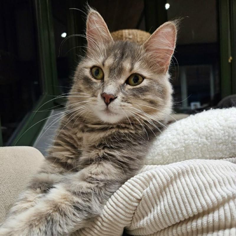 Odette