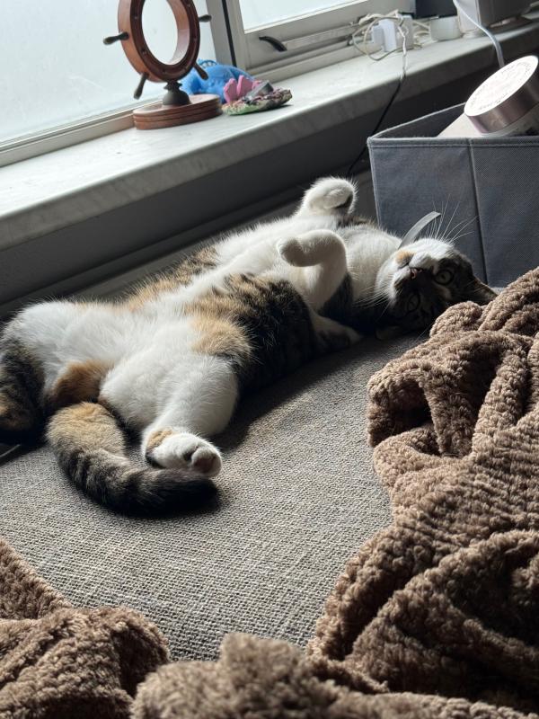 Poes