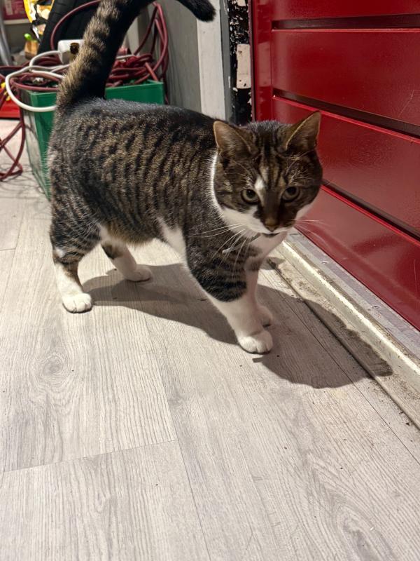 Poes