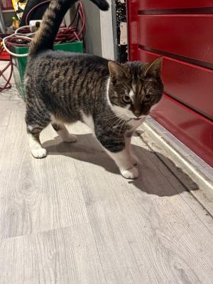 Poes