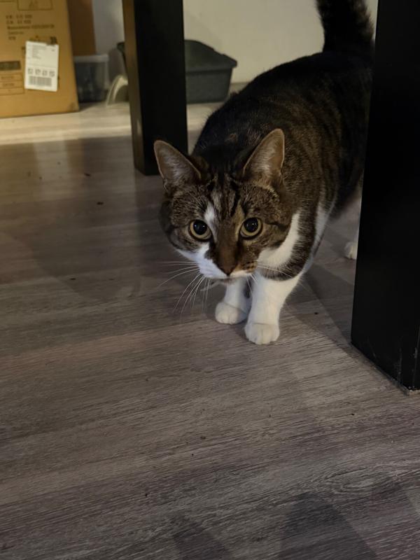 Poes
