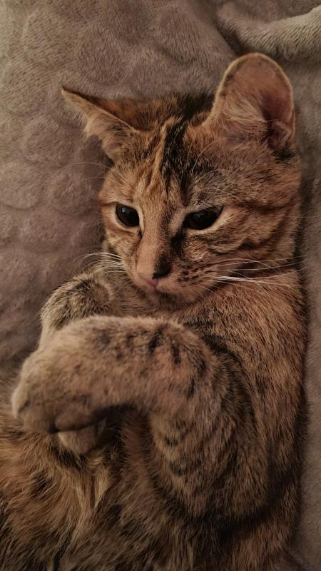 Novy