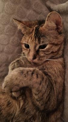 Novy