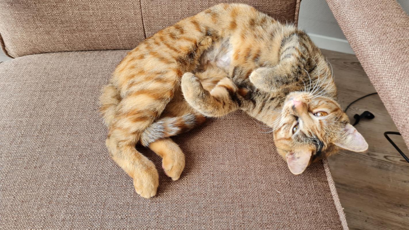 Novy