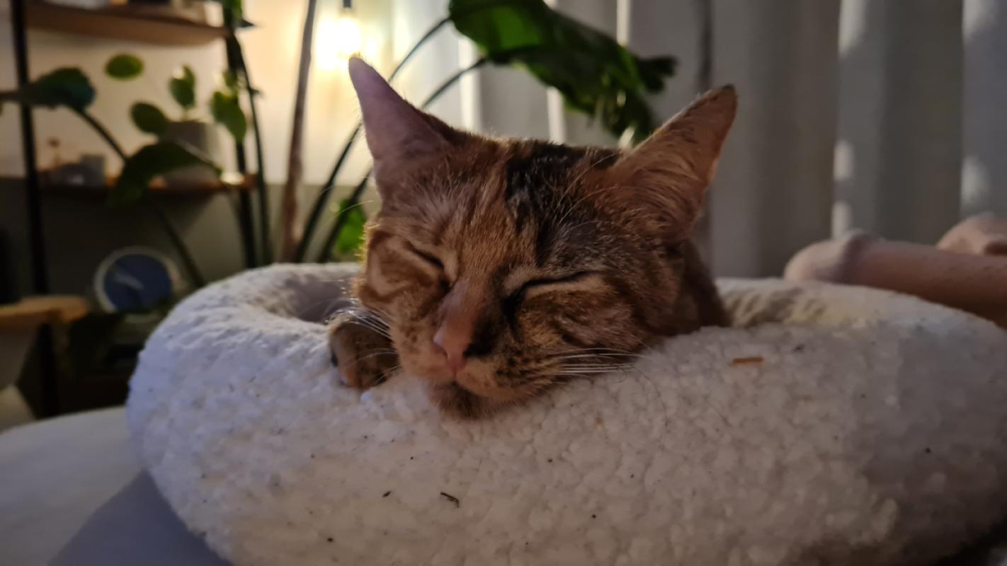 Novy