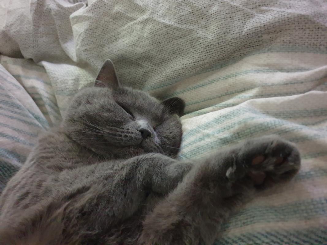 Sam