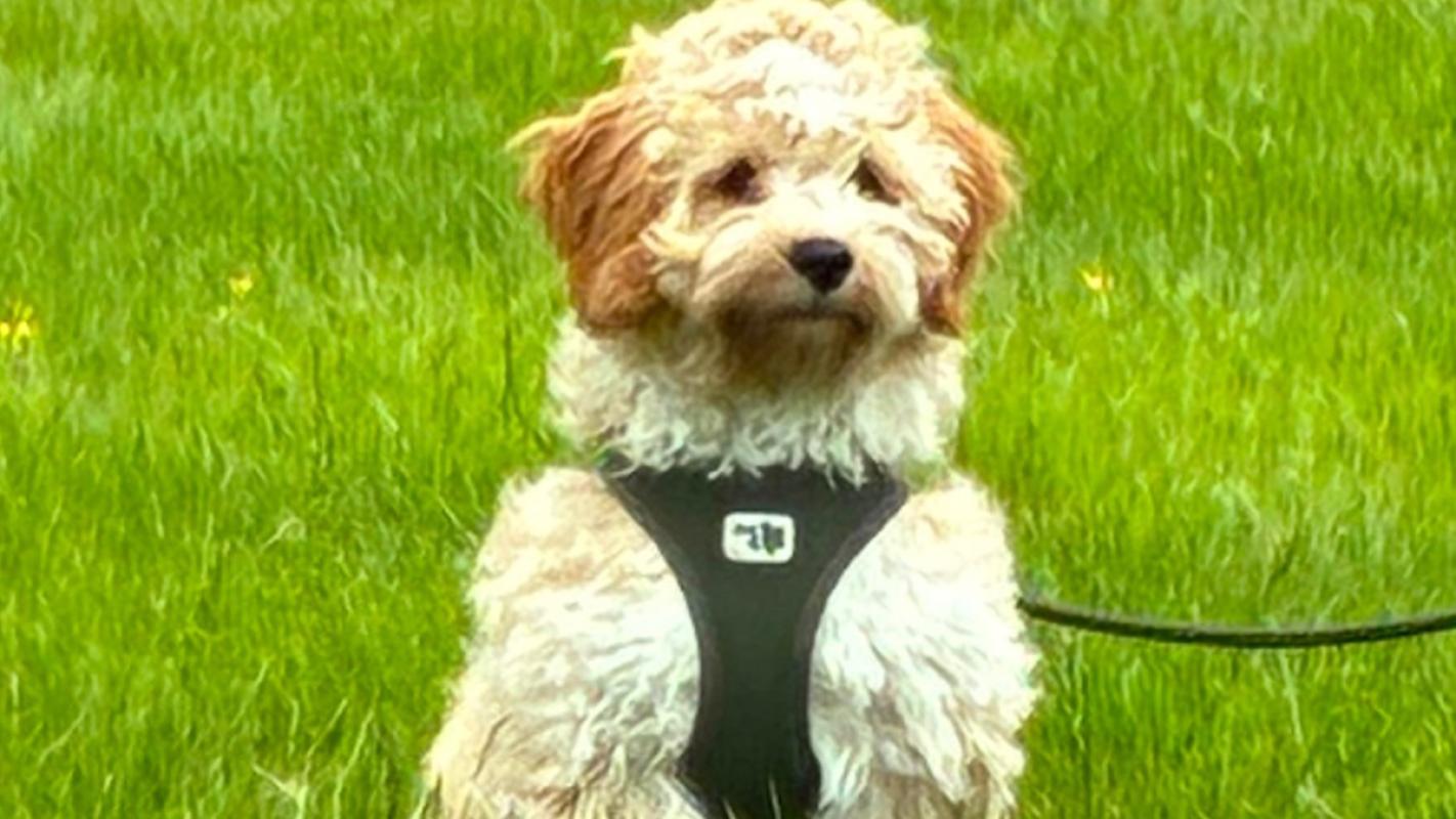 Noek