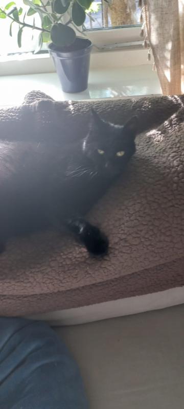 Puck