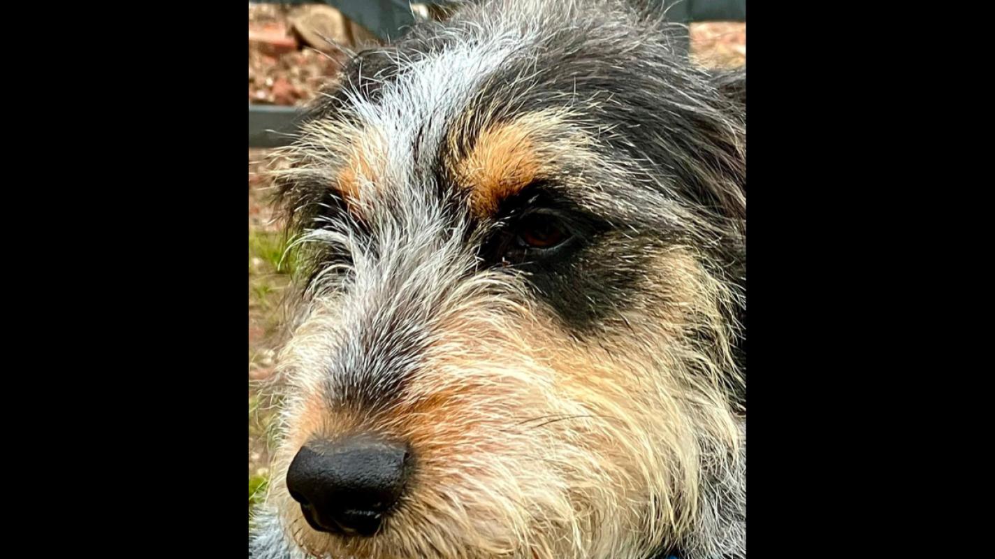 Pino