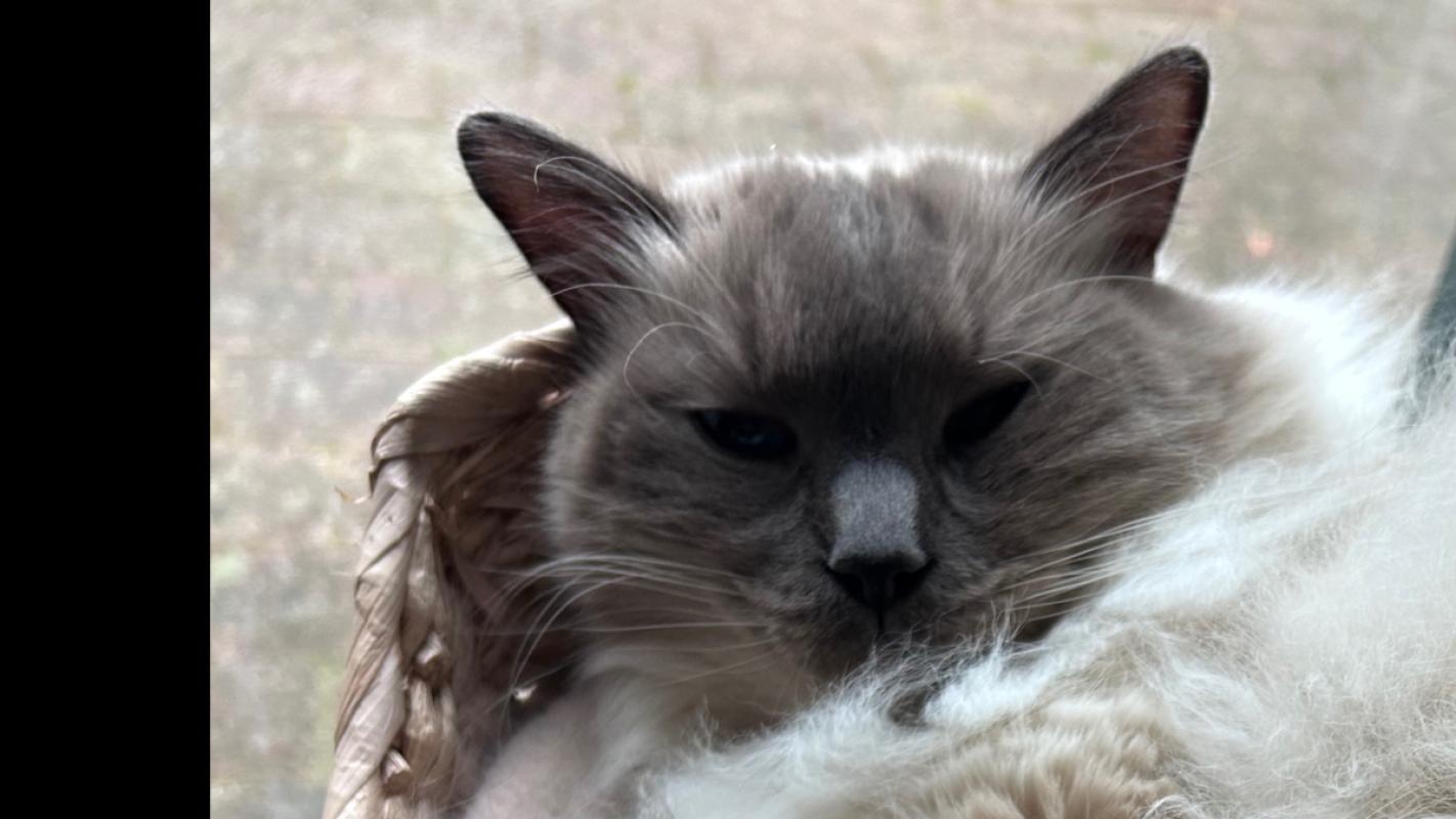 Pip