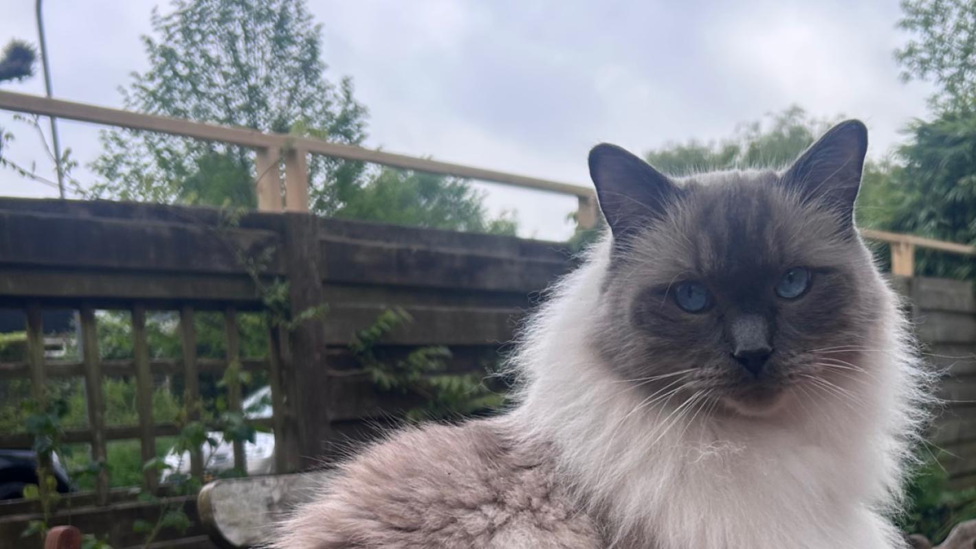 Pip