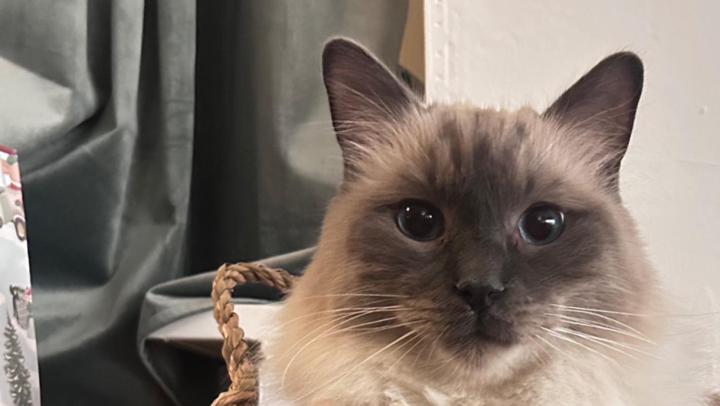 Pip