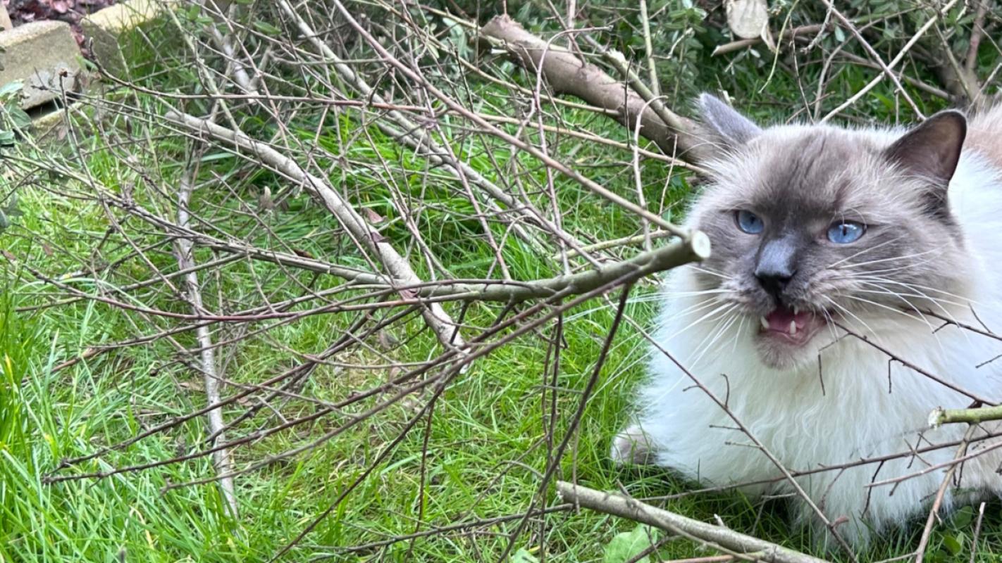Pip