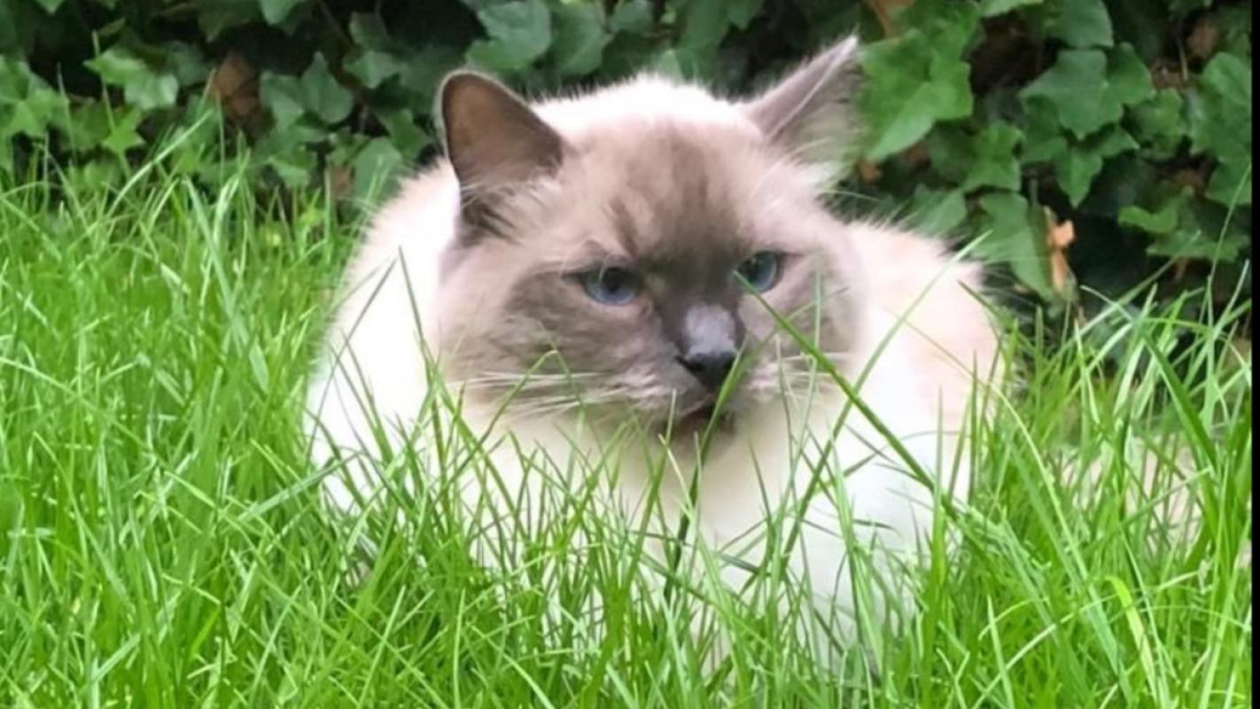 Pip
