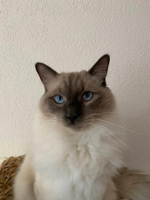 Pip