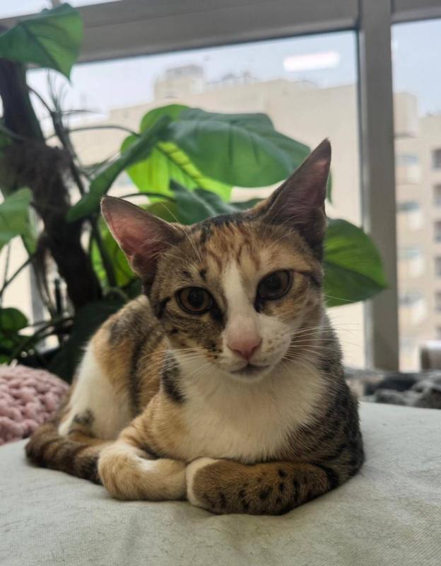 Lilly