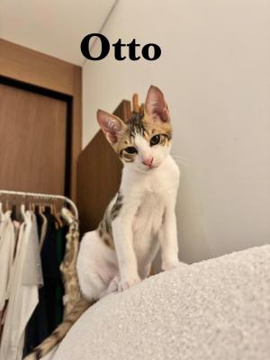 Otto