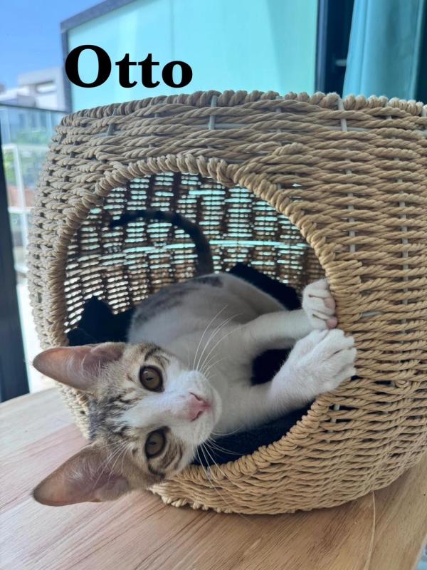 Otto
