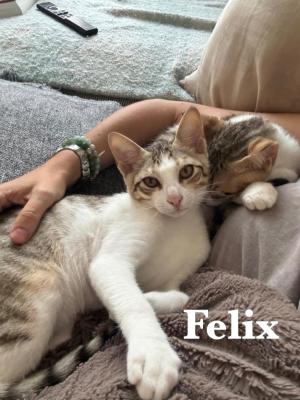 Felix