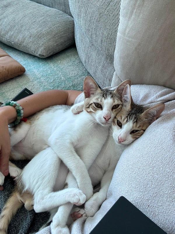 Felix