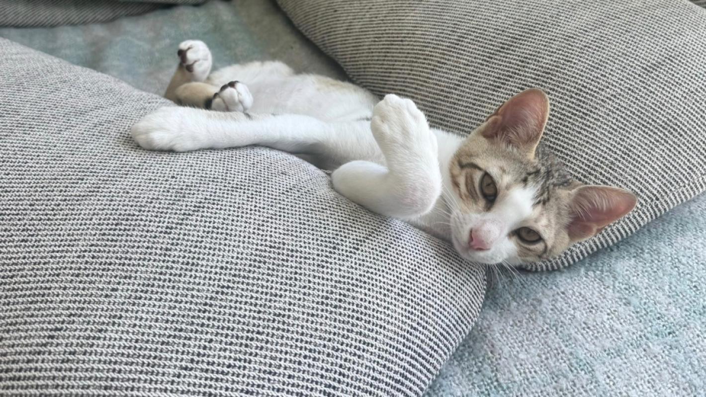 Felix