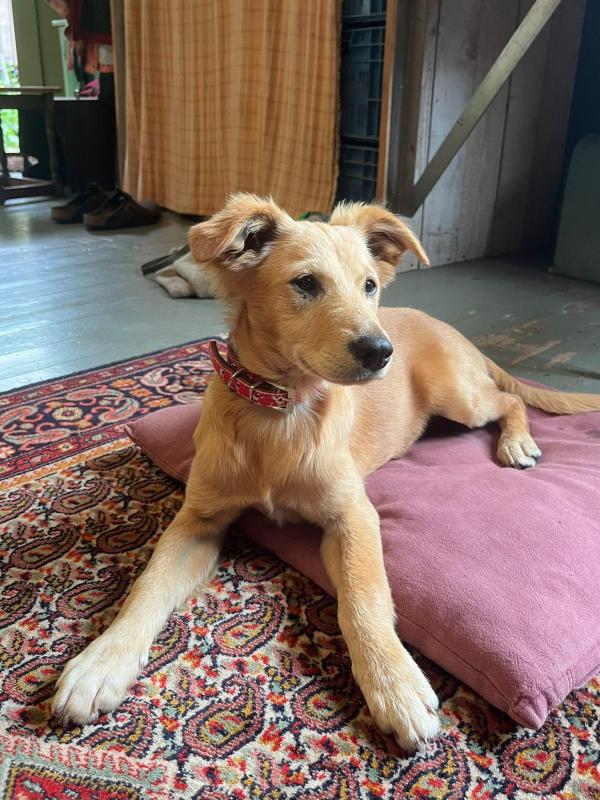 Rosie