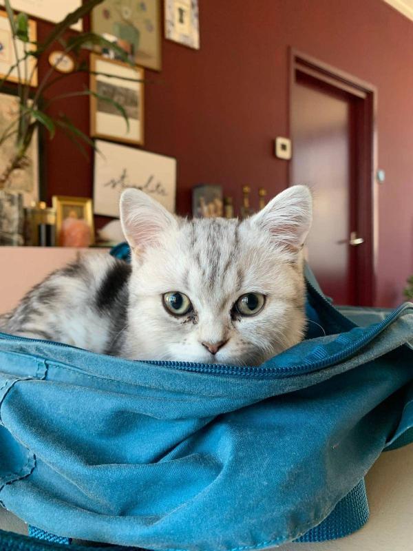 Nala