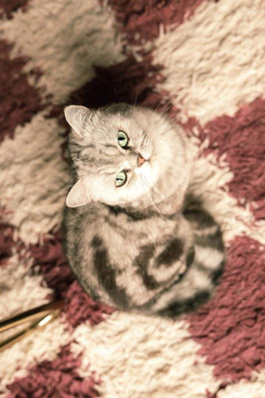Nala