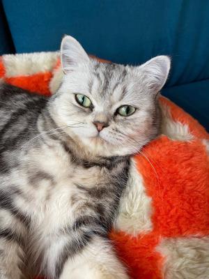 Nala