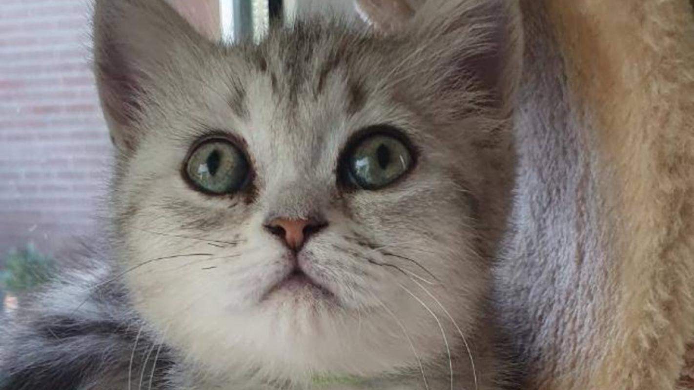 Nala