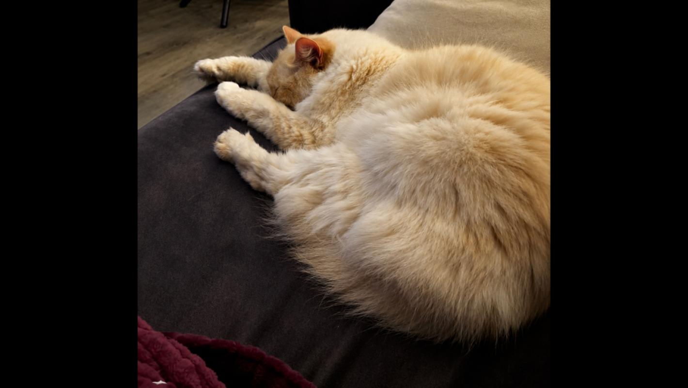 Loki
