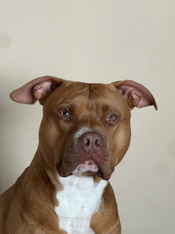 Shiloh