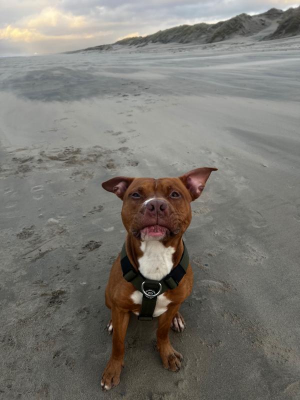 Shiloh