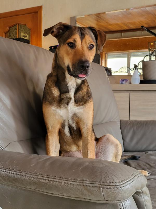 Ziva