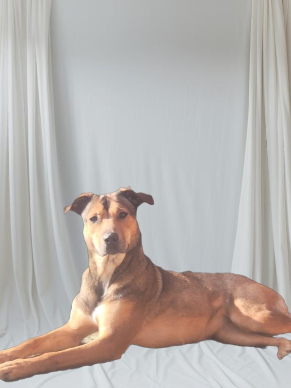 Ziva