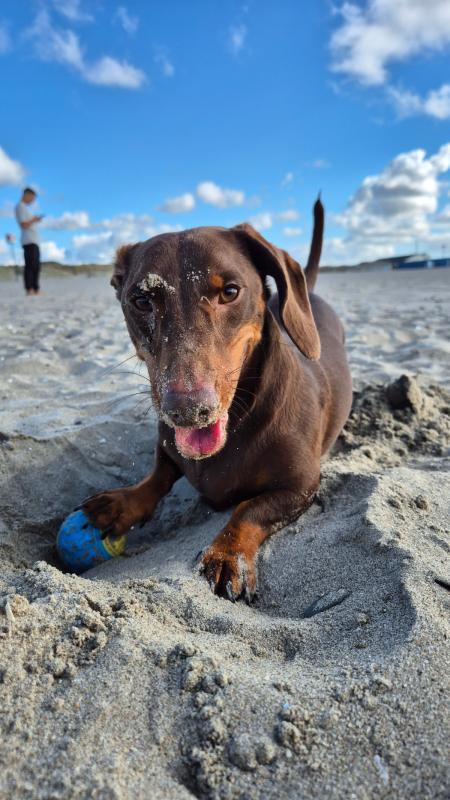 Balou