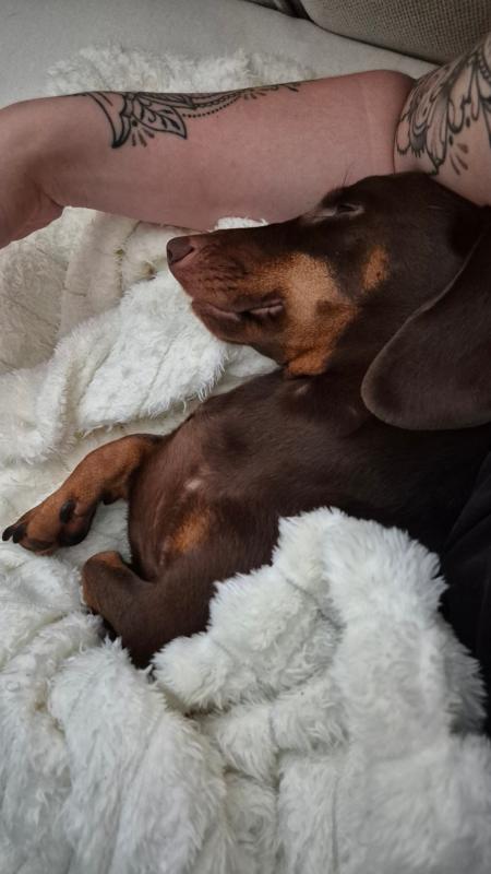 Balou