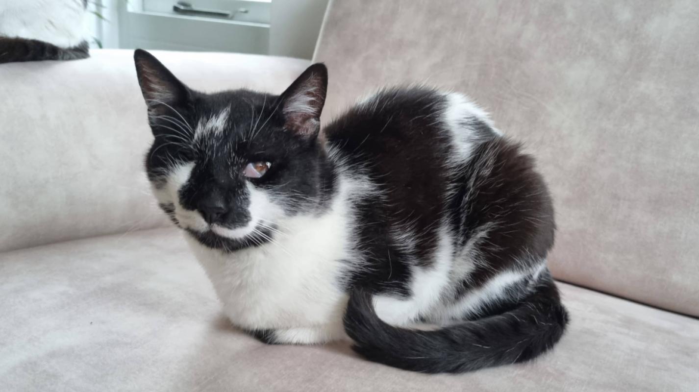 Oreo