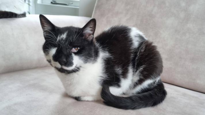 Oreo