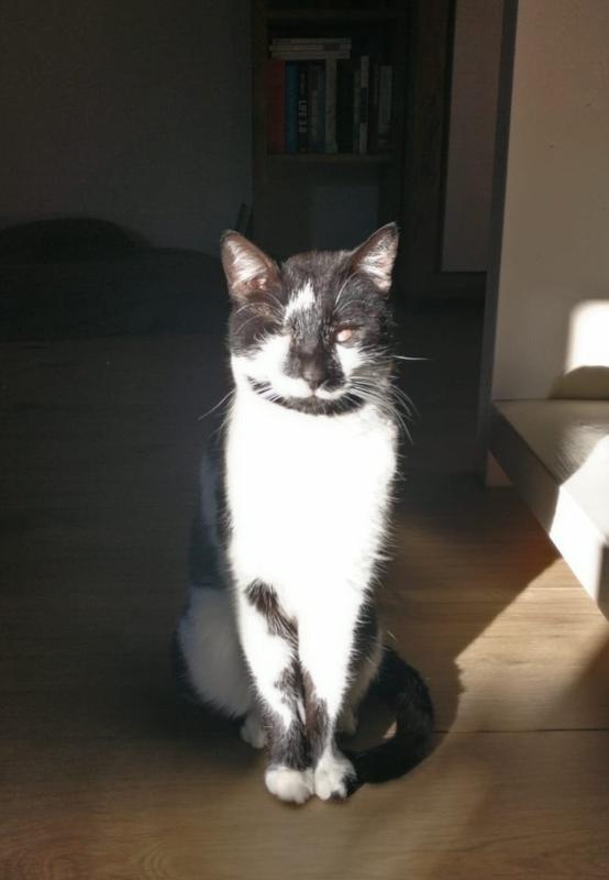 Oreo