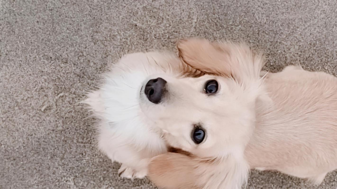 Bella