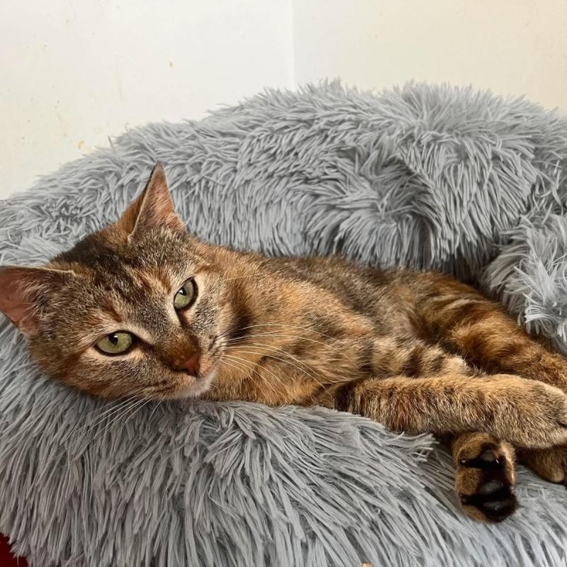 Ella