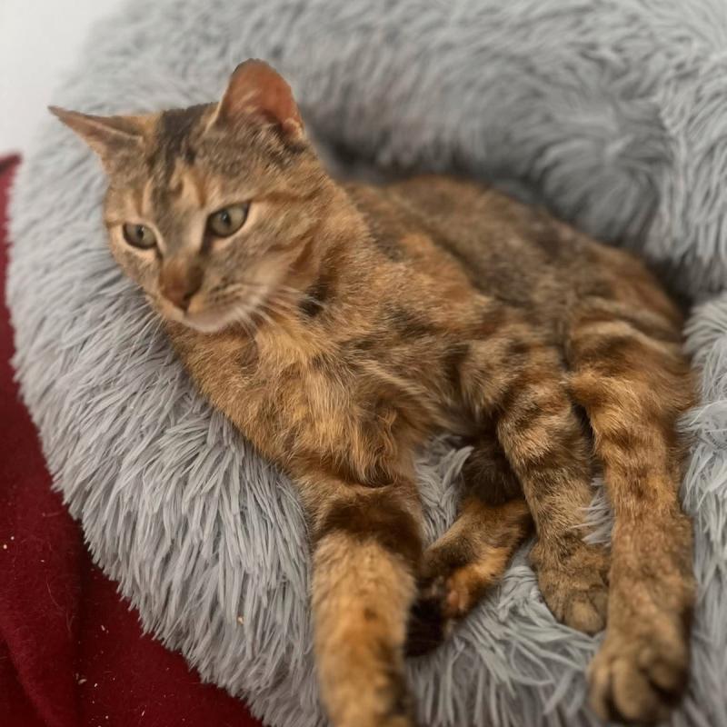 Ella