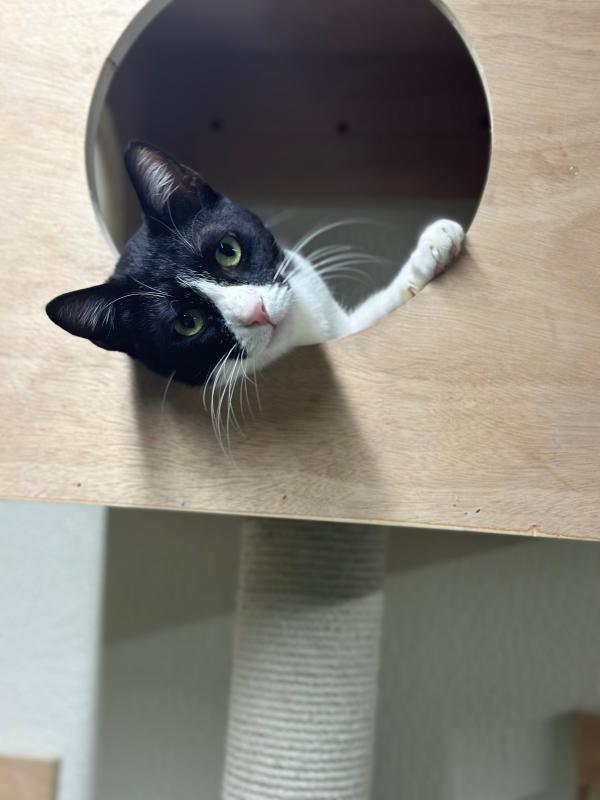 Felix